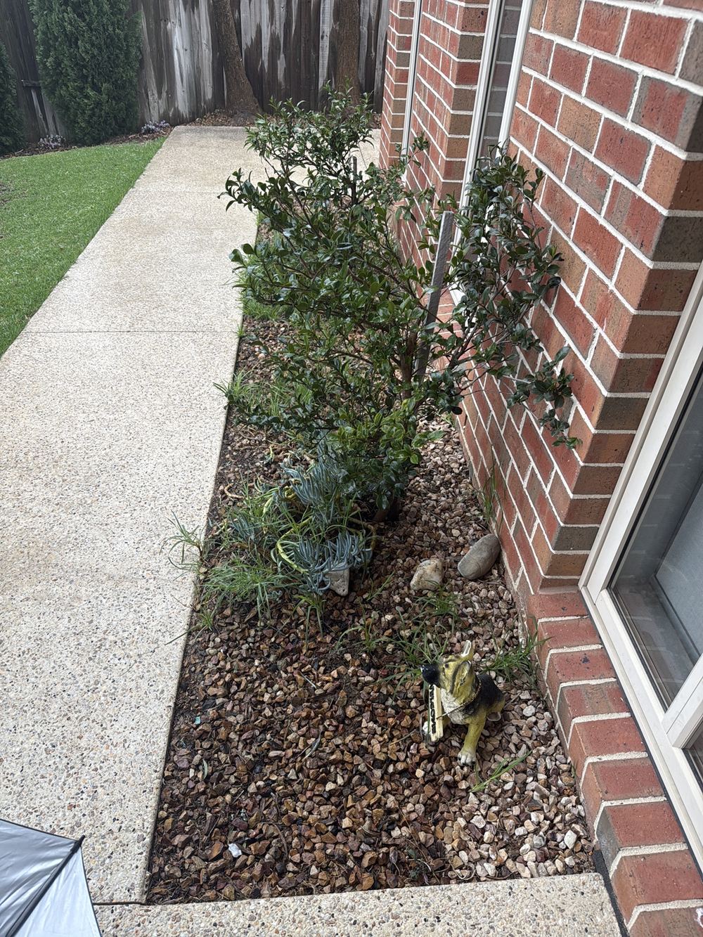 Garden bed holding moisture against the wall and footing, found during a building and pest inspection in Berwick